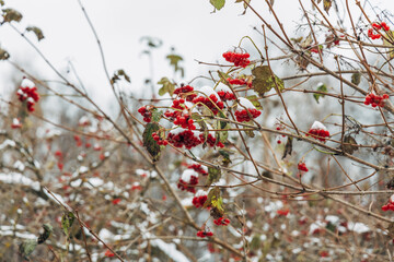 Viburnum branches with red berries on a gray autumn blurred background