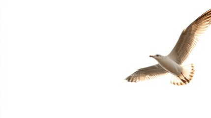 A seagull soaring against a bright white sky