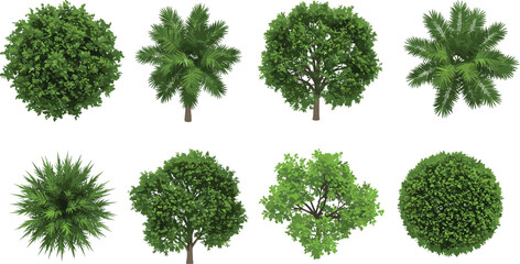 Top view realistic trees and bushes, tropical palm set, garden foliage, landscape design elements, vector tree icons for mapping © Maisa