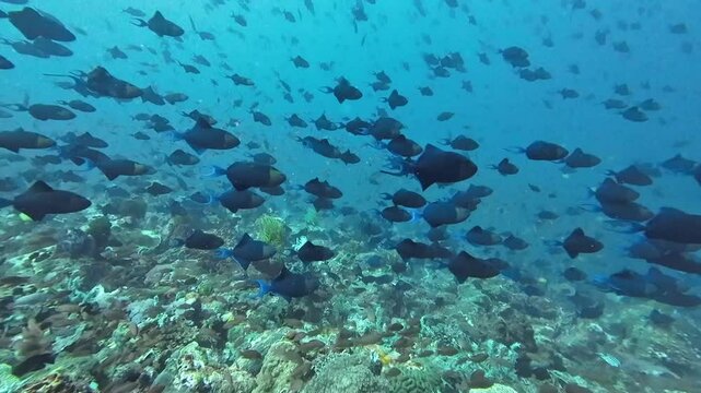 A school of redtooth triggerfish swims over a coral reef. A huge school of small fish swims along the ocean floor and a coral reef.