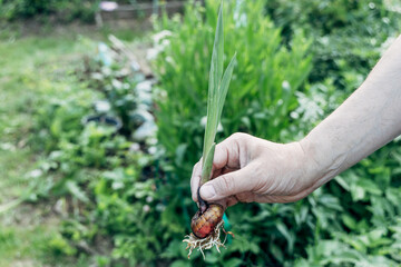 hands holding gladiolus flower bulb onion before planting