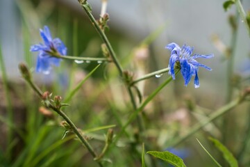 Tiny blue wildflowers