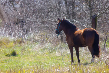 brown horse in the field