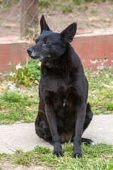 black german shepherd dog