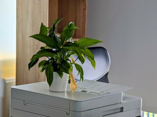 Peace lily with yellowing leaves in a flowerpot on an office printer