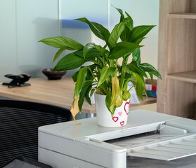 Peace lily with yellow leaves in a flower pot painted with hearts on an office printer