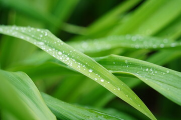 Green grass with dew drops close up. Natural green background.