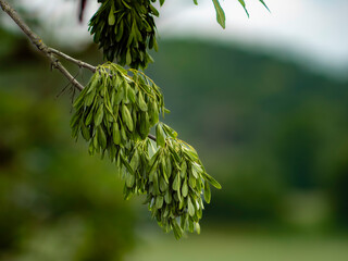 close up of a pine tree
