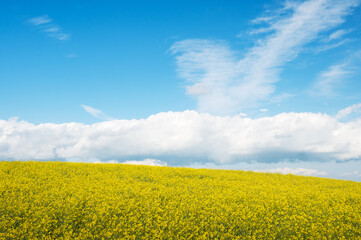 Flowering canola or rapeseed field