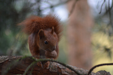 wiewiórka je orzecha siedząc na gałęzi © Lena
