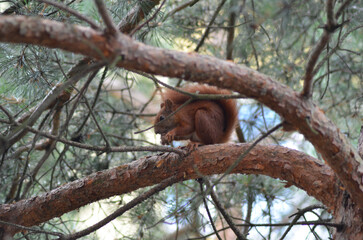 wiewiórka je orzecha siedząc na gałęzi