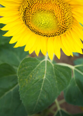 Full frame one sunflower blossoms brightly lit by the sun in the field