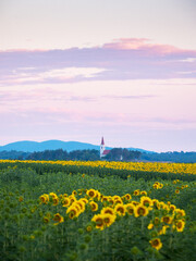 a church among the sunflowers in Burgenland