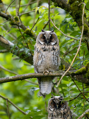 Long-eared owl, Asio otus,