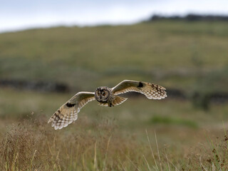 Long-eared owl, Asio otus,
