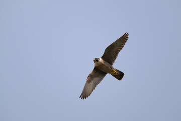Peregrine falcon, Falco peregrinus