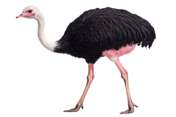 single ostrich isolated on white with clipping path PNG