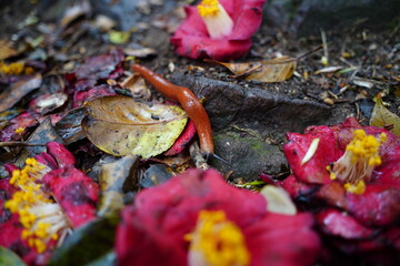 Slug on Fallen Camellia Flower Among Wet Leaves on Forest Floor