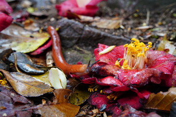 Slug on Fallen Camellia Flower Among Wet Leaves on Forest Floor