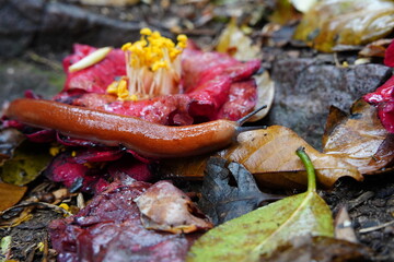 Slug on Fallen Camellia Flower Among Wet Leaves on Forest Floor