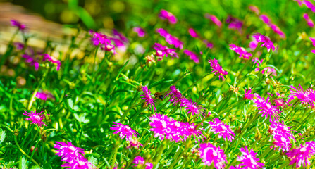 Bumblebee flying over flowers in a colorful garden in bright sunlight in summer, Almere, Flevoland,...