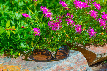 Bumblebee flying over flowers in a colorful garden in bright sunlight in summer, Almere, Flevoland,...