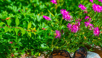 Bumblebee flying over flowers in a colorful garden in bright sunlight in summer, Almere, Flevoland,...