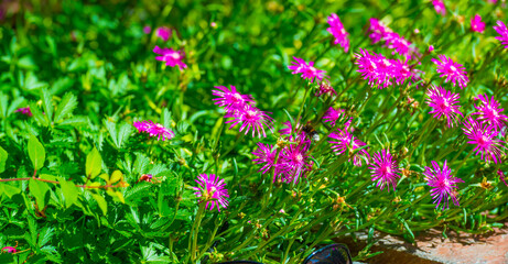 Bumblebee flying over flowers in a colorful garden in bright sunlight in summer, Almere, Flevoland,...