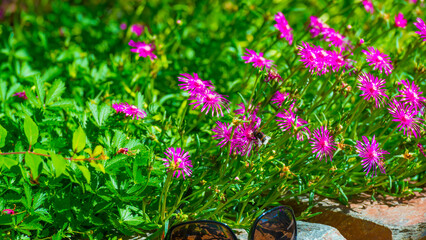 Bumblebee flying over flowers in a colorful garden in bright sunlight in summer, Almere, Flevoland,...