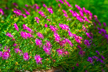 Bumblebee flying over flowers in a colorful garden in bright sunlight in summer, Almere, Flevoland,...