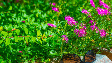 Bumblebee flying over flowers in a colorful garden in bright sunlight in summer, Almere, Flevoland,...