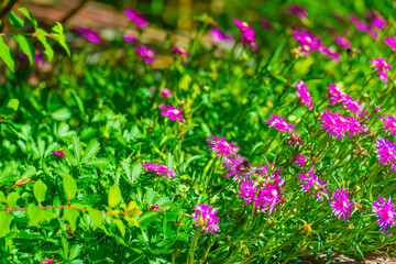 Bumblebee flying over flowers in a colorful garden in bright sunlight in summer, Almere, Flevoland,...