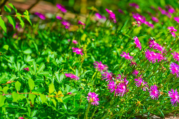Bumblebee flying over flowers in a colorful garden in bright sunlight in summer, Almere, Flevoland,...