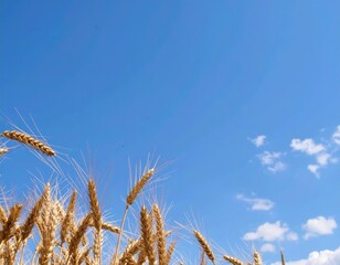 Golden wheat field against a bright blue sky
