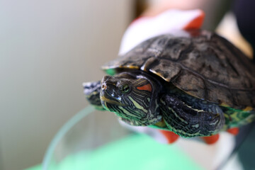 People care for and play with a pet red-eared turtle.