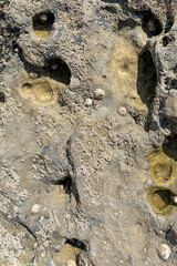Textured coastal rocks with barnacles and algae at low tide