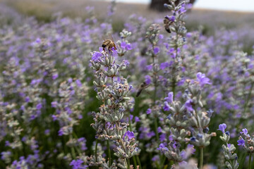 Obraz premium Close-up of a bee on lavender flowers, capturing the essence of pollination and the vibrant beauty of a blooming lavender field, ideal for natural and environmental themes