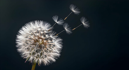 Dandelion seed head floating