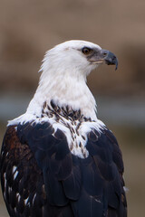 Close-up portrait of African Fish Eagle (Haliaeetus vocifer), Uganda