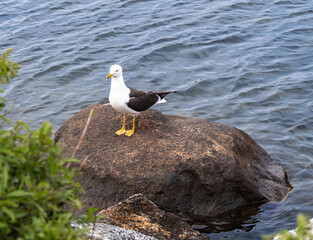 Seagull on Rock by Water's Edge