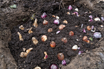 Preparation for spring planting of tulip bulbs in a flower garden. Planting tulip bulbs in the ground in the fall in your garden.