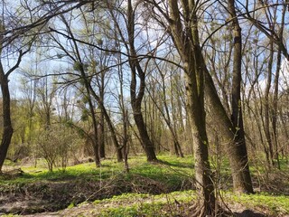 Obraz premium trees in the forest