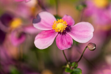 シュウメイギクの花