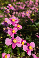 花壇のシュウメイギク