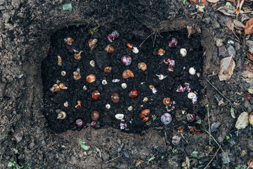 Preparation for spring planting of tulip bulbs in a flower garden. Planting tulip bulbs in the ground in the fall in your garden.