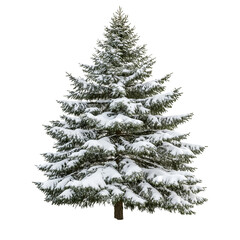 Fototapeta premium Realistic Snowy Pine Tree Cutout for Holiday Graphics
