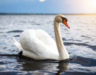 Graceful swan on a lake