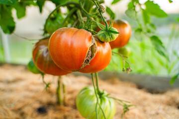 A large tomato on a bed in a greenhouse cracked, close-up