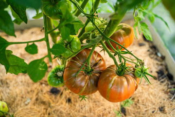 Large tomatoes growing on a bed in a greenhouse, close-up