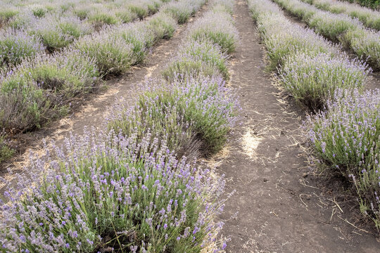 A low-angle view of a lavender field with symmetrical rows of blooming plants stretching into the distance, separated by dark, tilled soil paths. This image captures the clean lines and tranquil repet